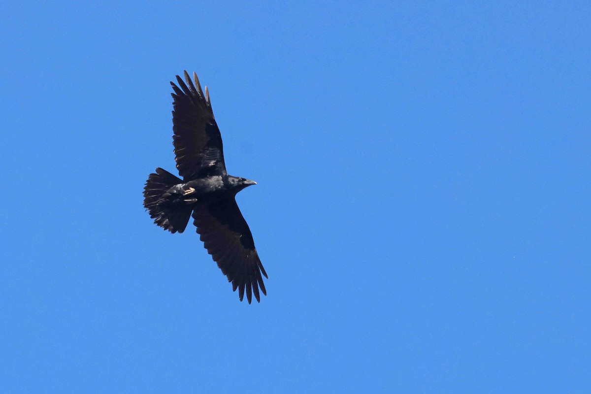 Chihuahuan Raven - ML645346840