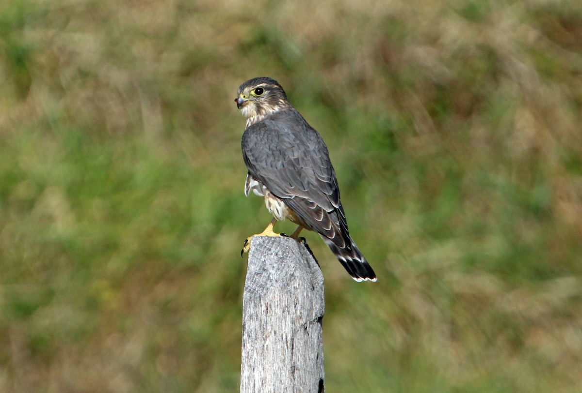 dřemlík tundrový - ML645346847