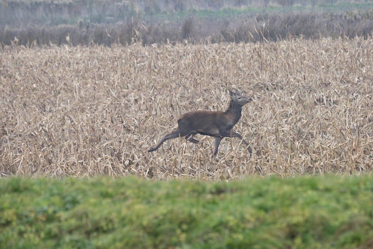 アカシカ - ML645346860