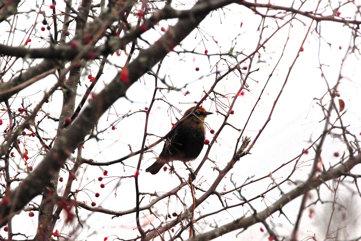Rusty Blackbird - ML645346873