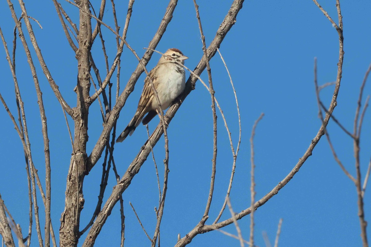 Lark Sparrow - ML645346878