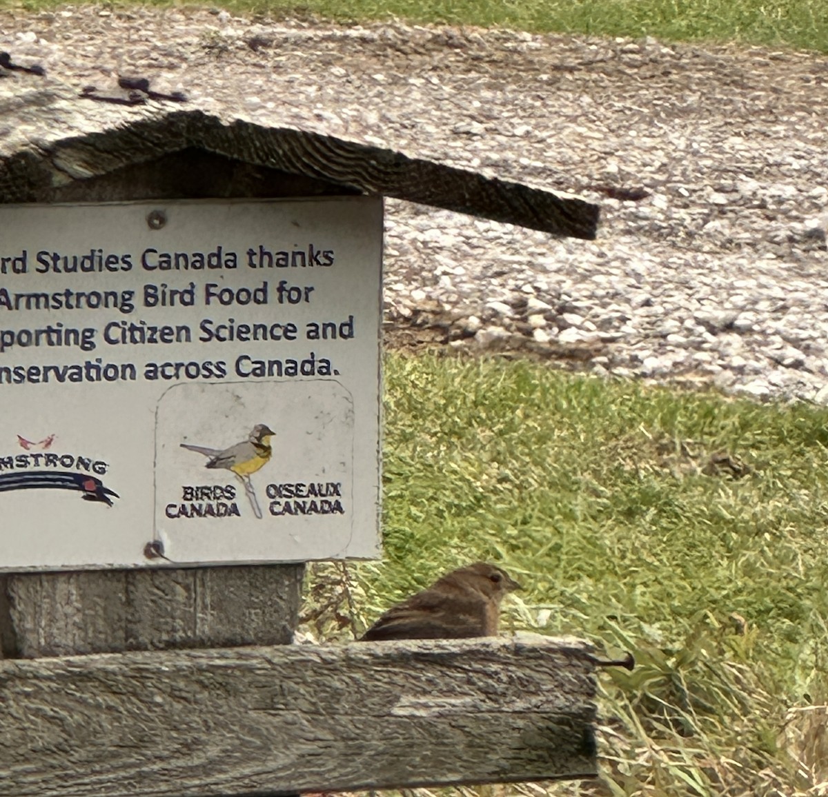 Indigo Bunting - ML645346885