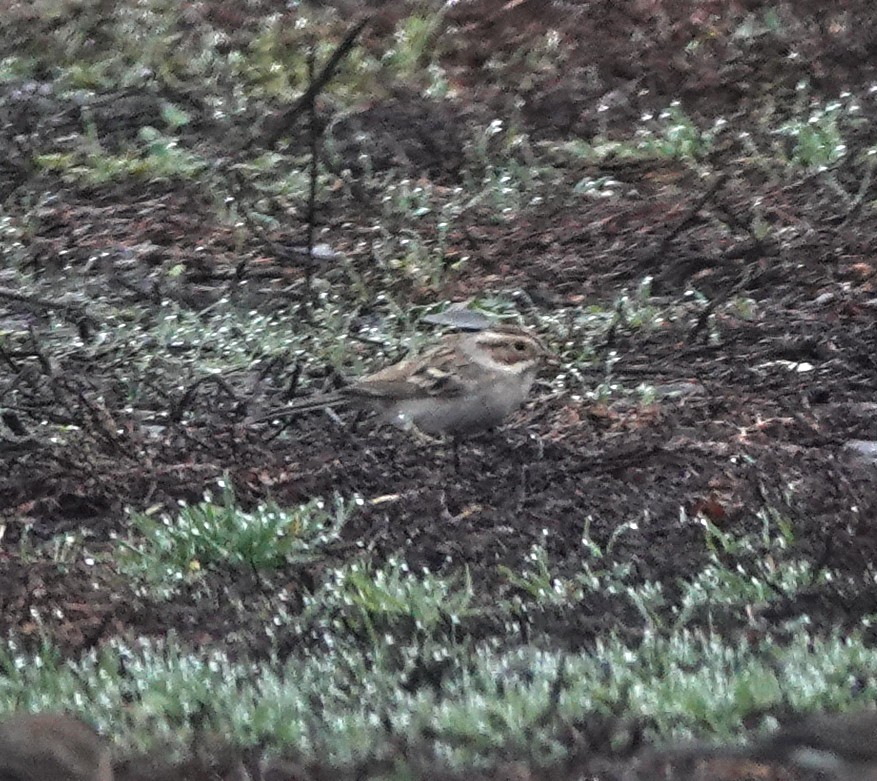 Clay-colored Sparrow - ML645346895