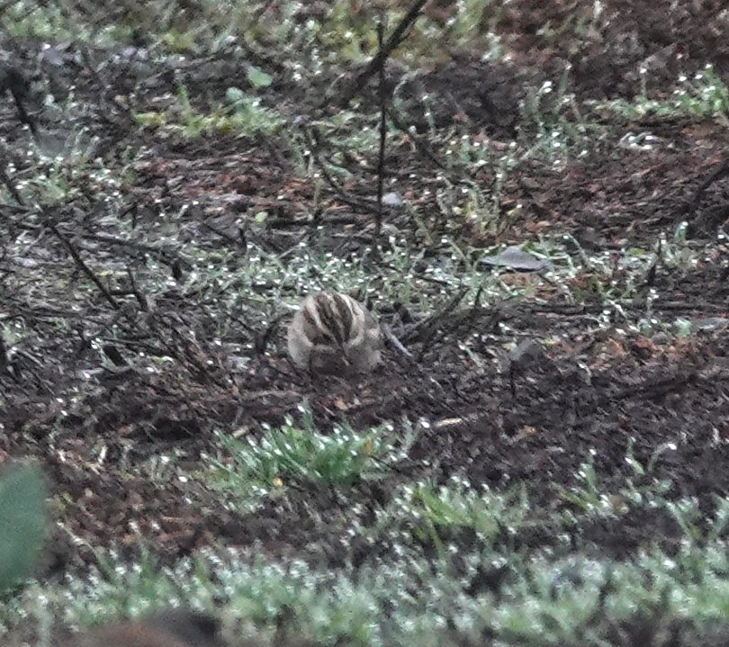 Clay-colored Sparrow - ML645346896
