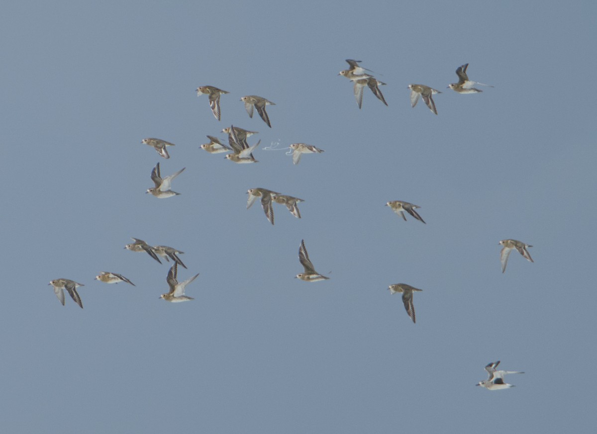 European Golden-Plover - ML645346899