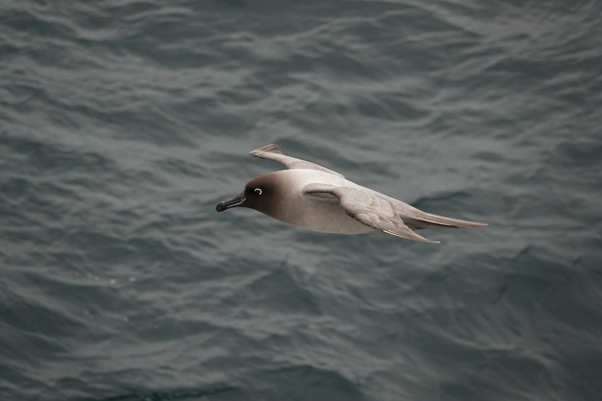 Light-mantled Albatross - ML645346900