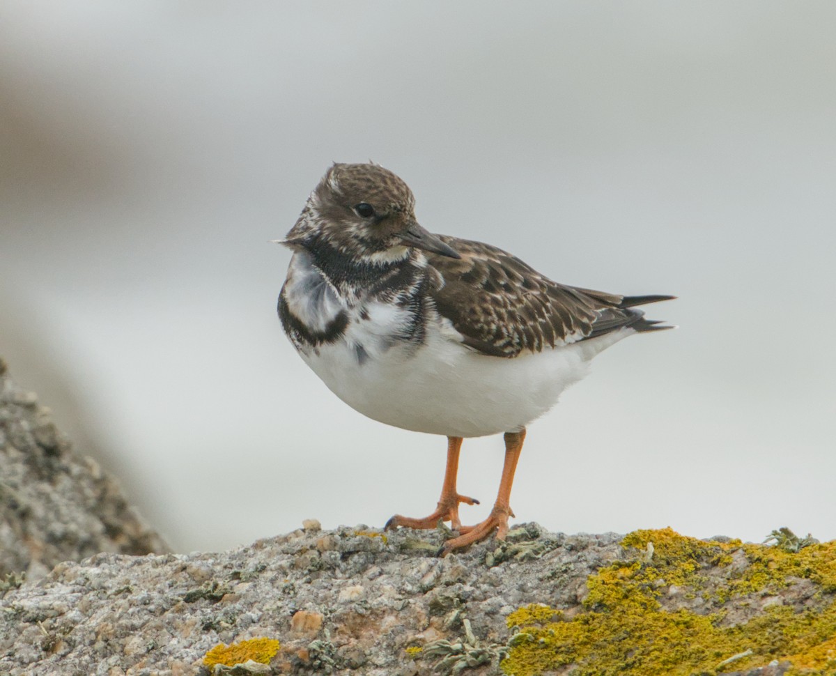 Ruddy Turnstone - ML645346905