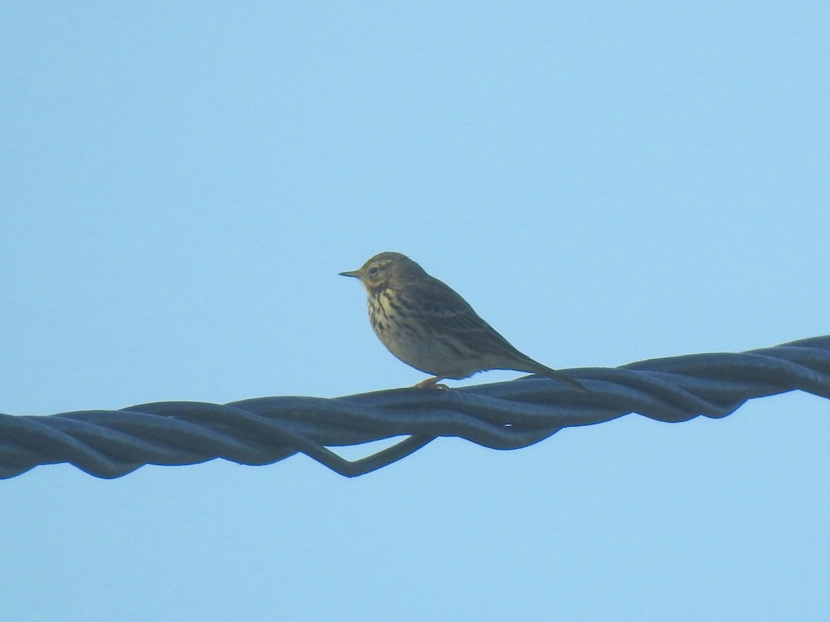 マキバタヒバリ - ML645346908