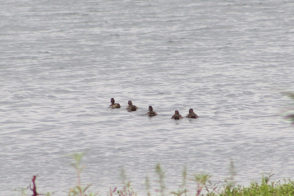 Bahamaente - ML645346909