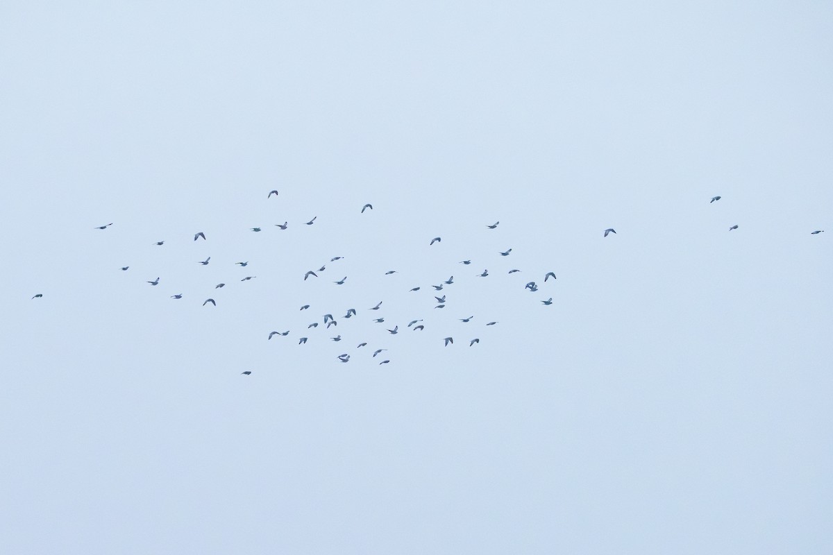 ヒメモリバト - ML645346912