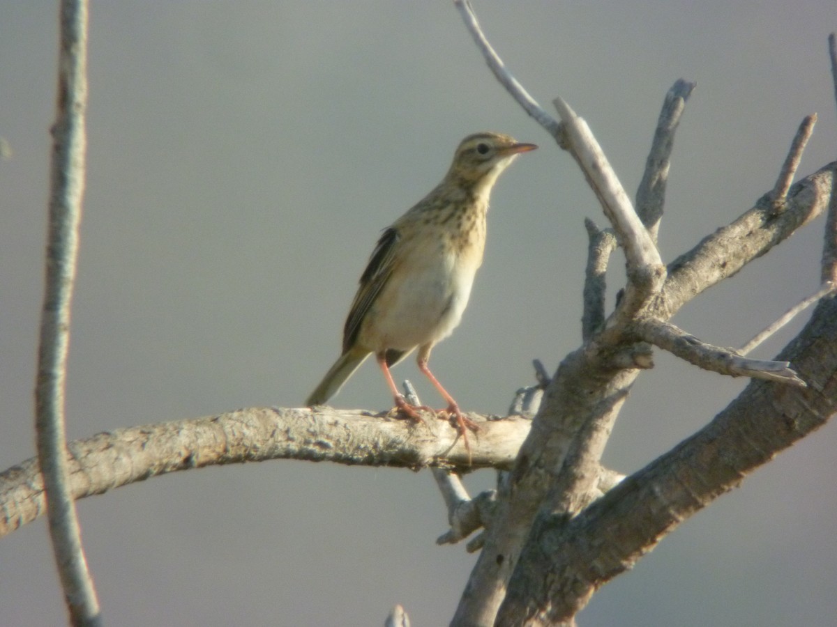 Richard's Pipit - ML645346920