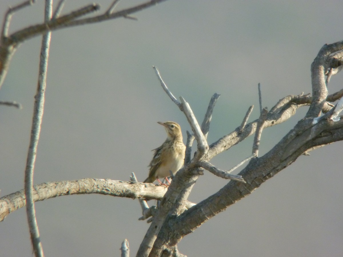 Richard's Pipit - ML645346921