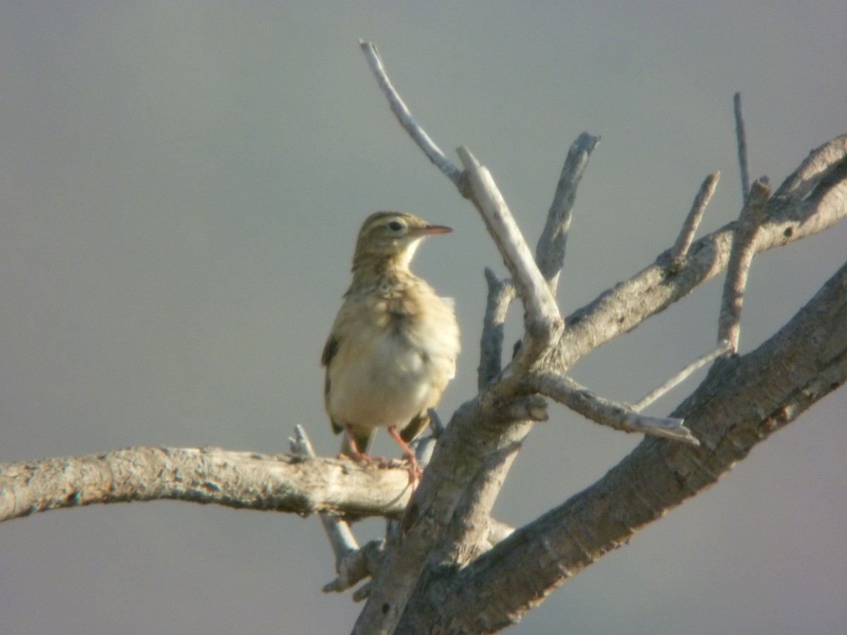 Richard's Pipit - ML645346922