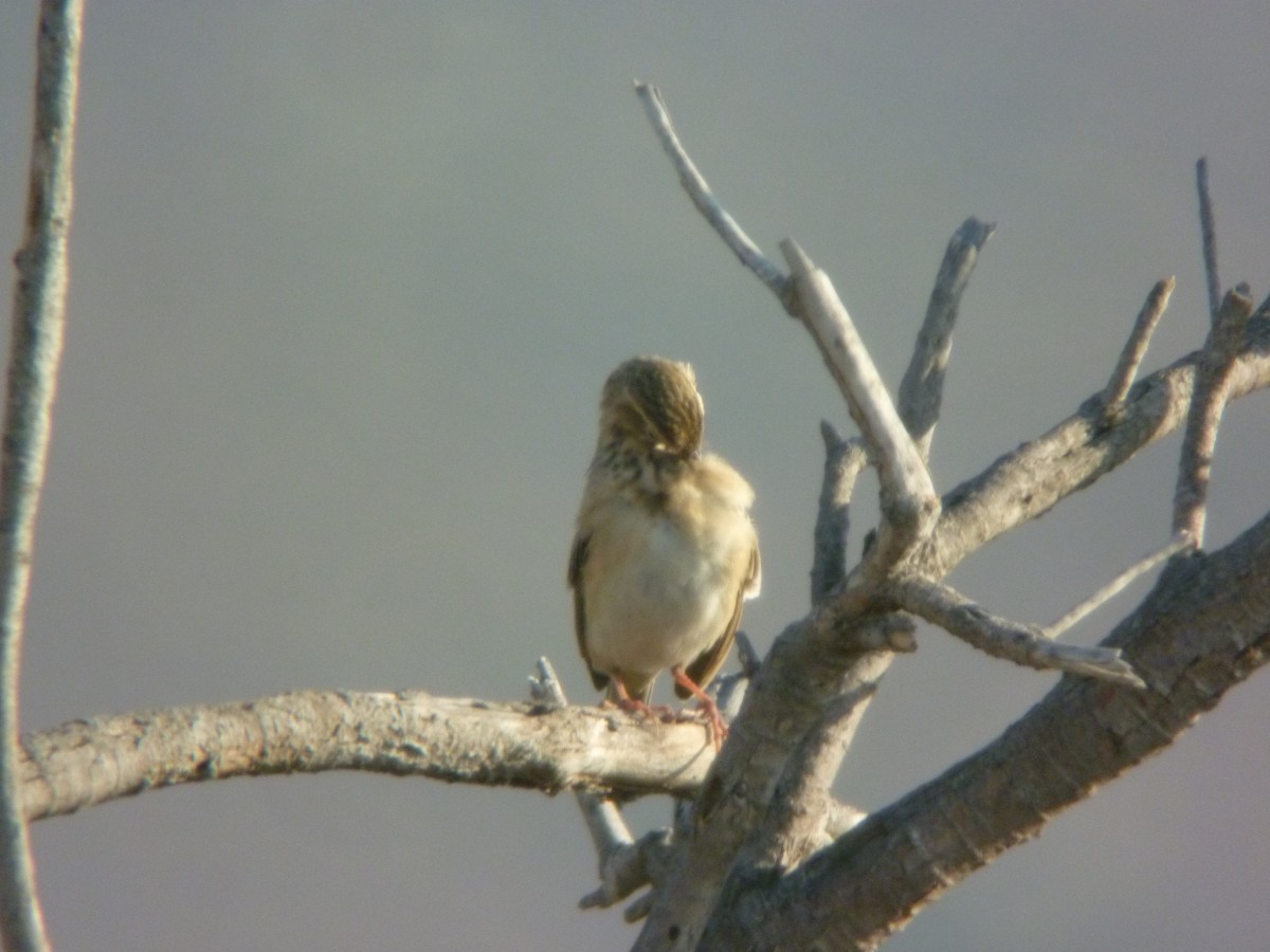Richard's Pipit - ML645346923