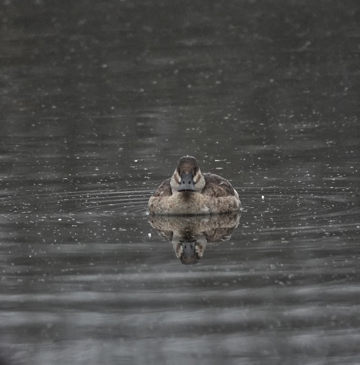 Ruddy Duck - ML645346930