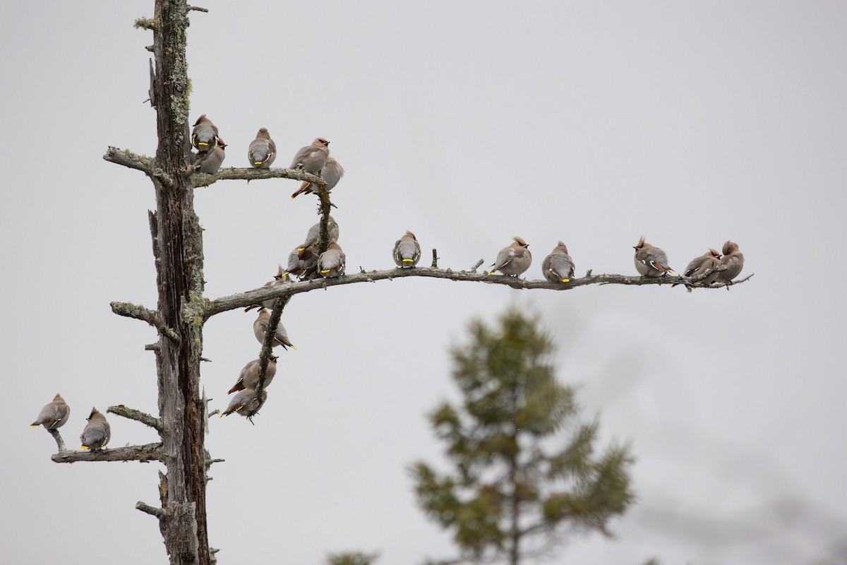 brkoslav severní - ML645346931