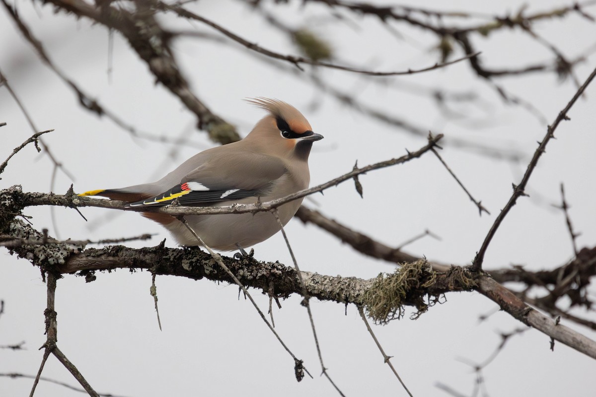 Bohemian Waxwing - ML645346932