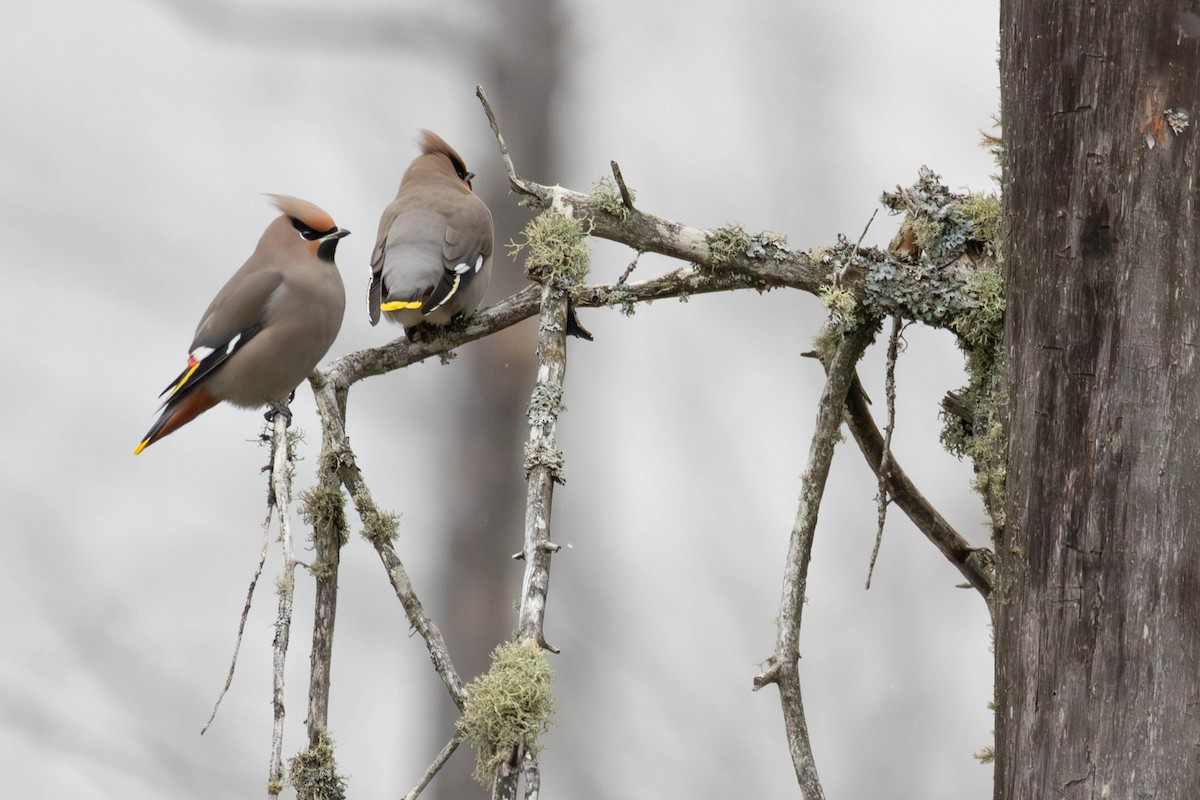 brkoslav severní - ML645346933