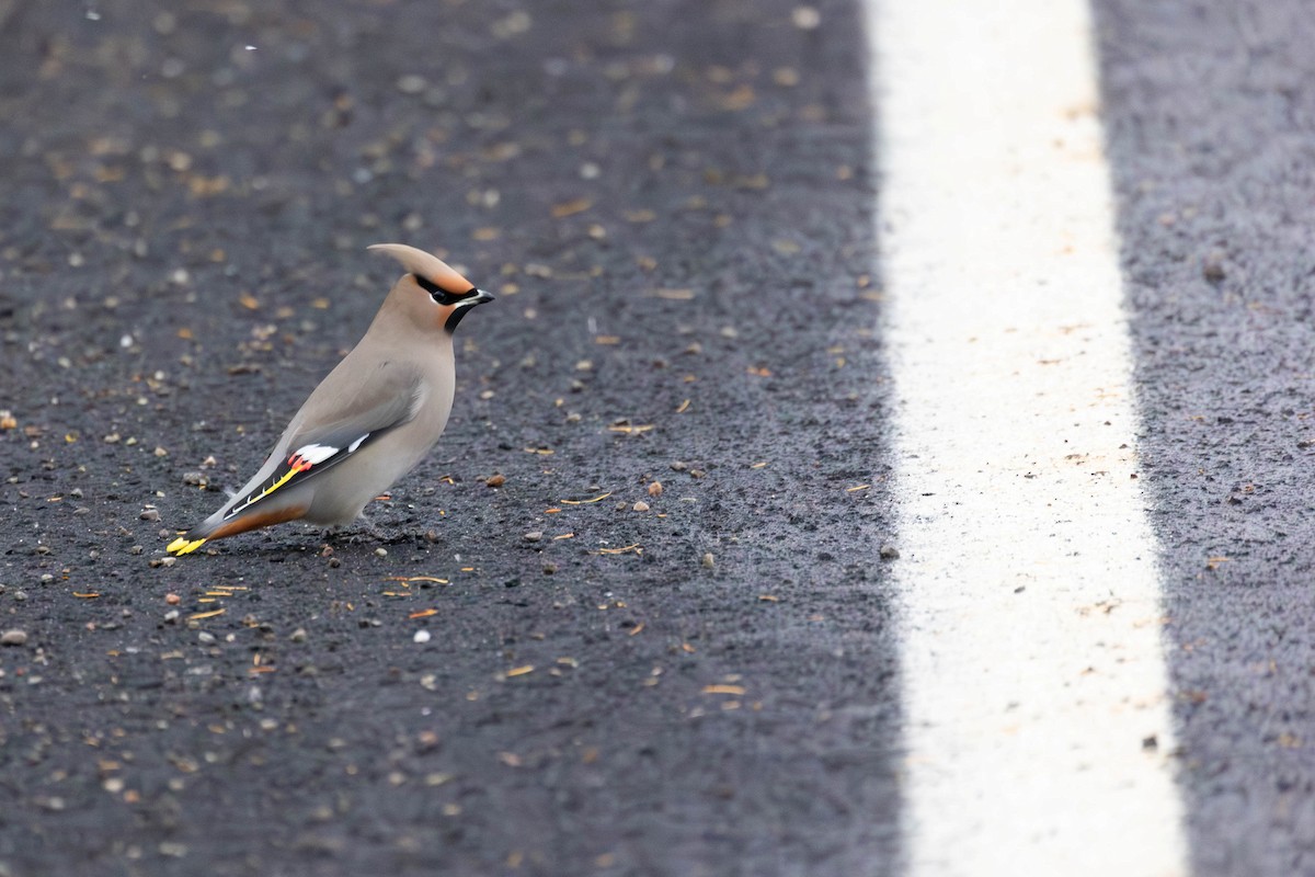 Bohemian Waxwing - ML645346934