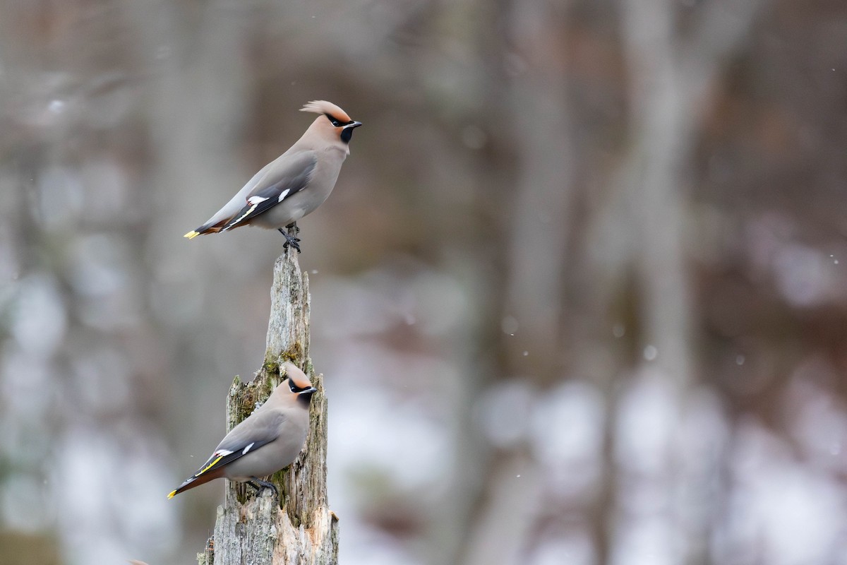 Bohemian Waxwing - ML645346936