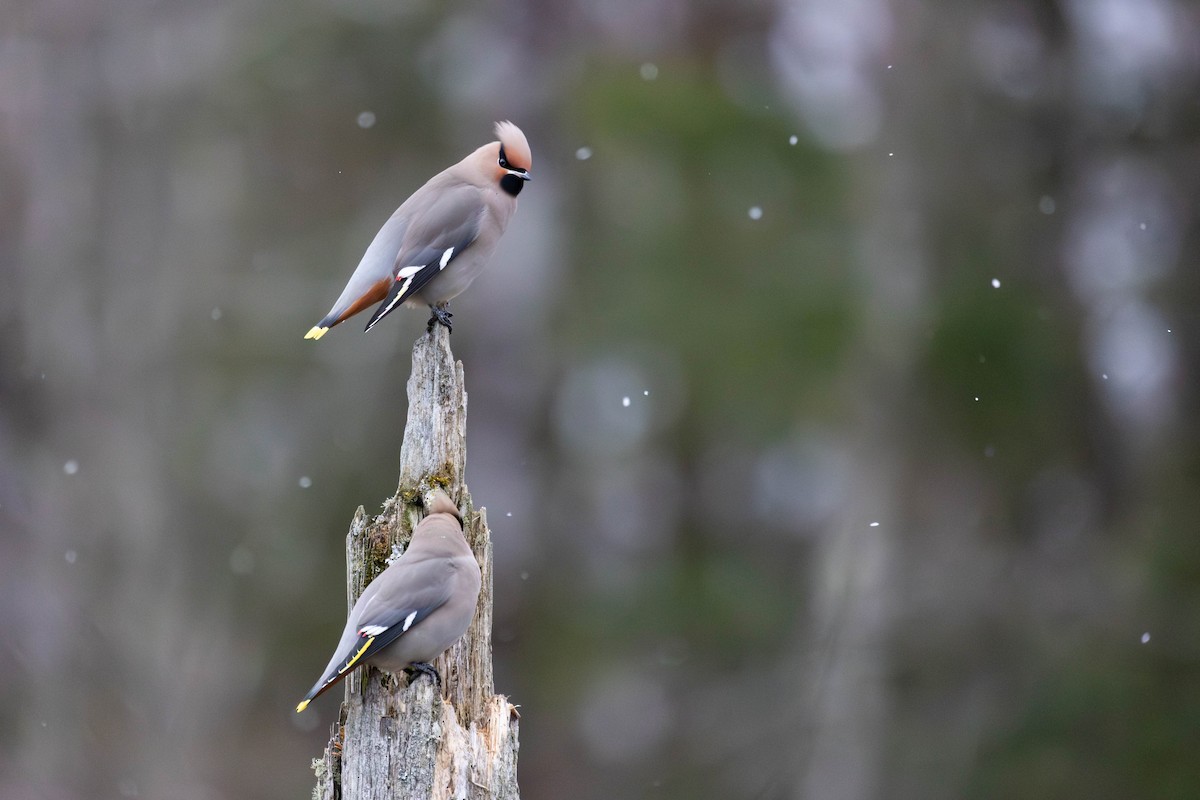 brkoslav severní - ML645346937