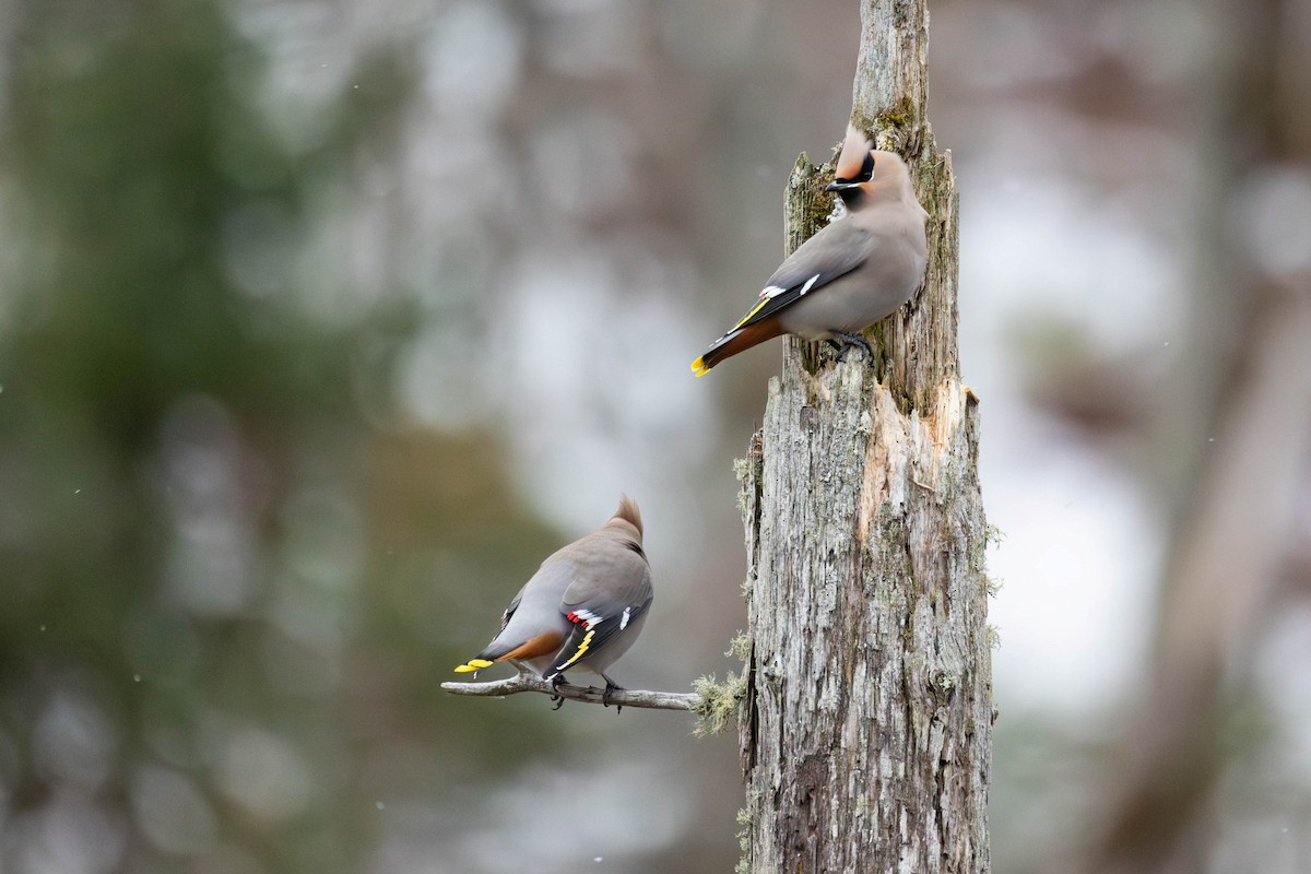 Bohemian Waxwing - ML645346938