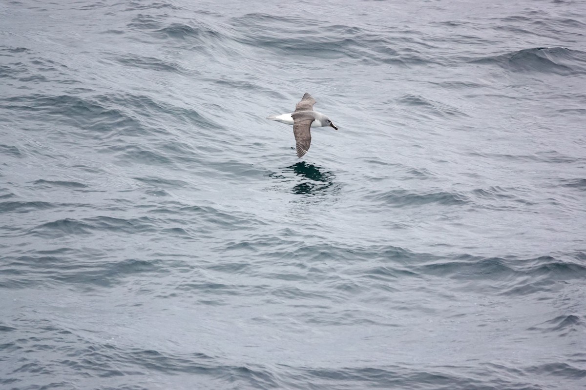 Boz Başlı Albatros - ML645346940