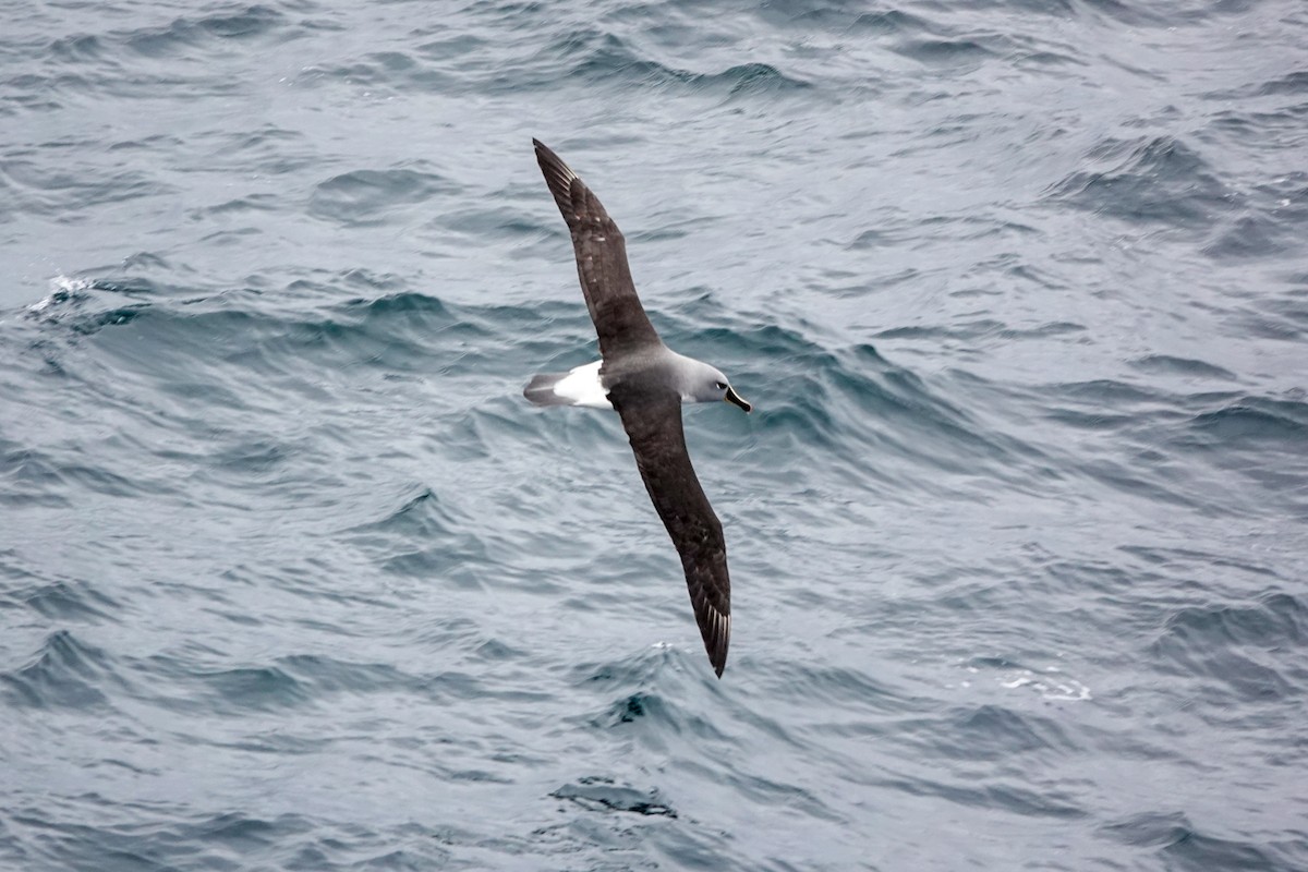 Boz Başlı Albatros - ML645346941