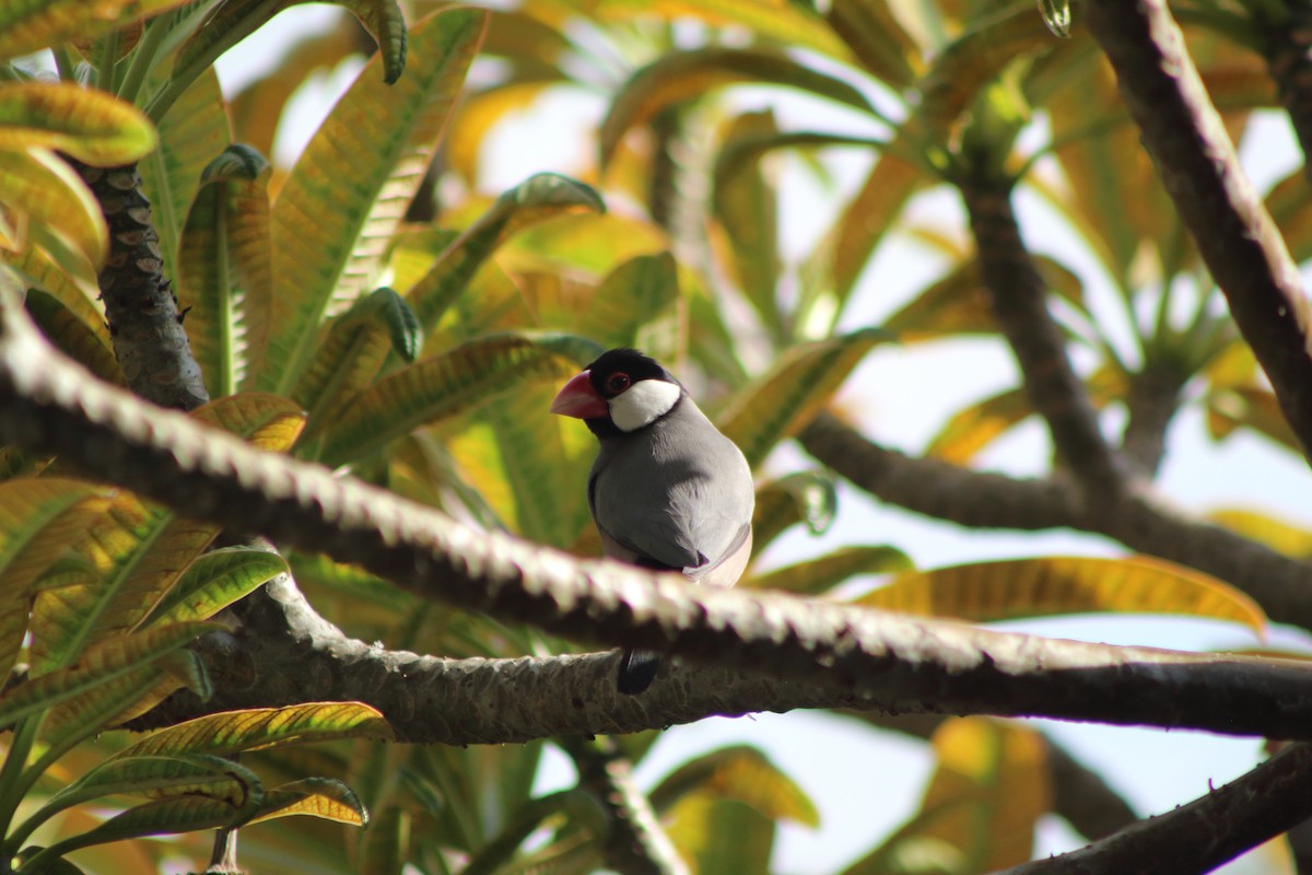 Java Sparrow - ML645346947