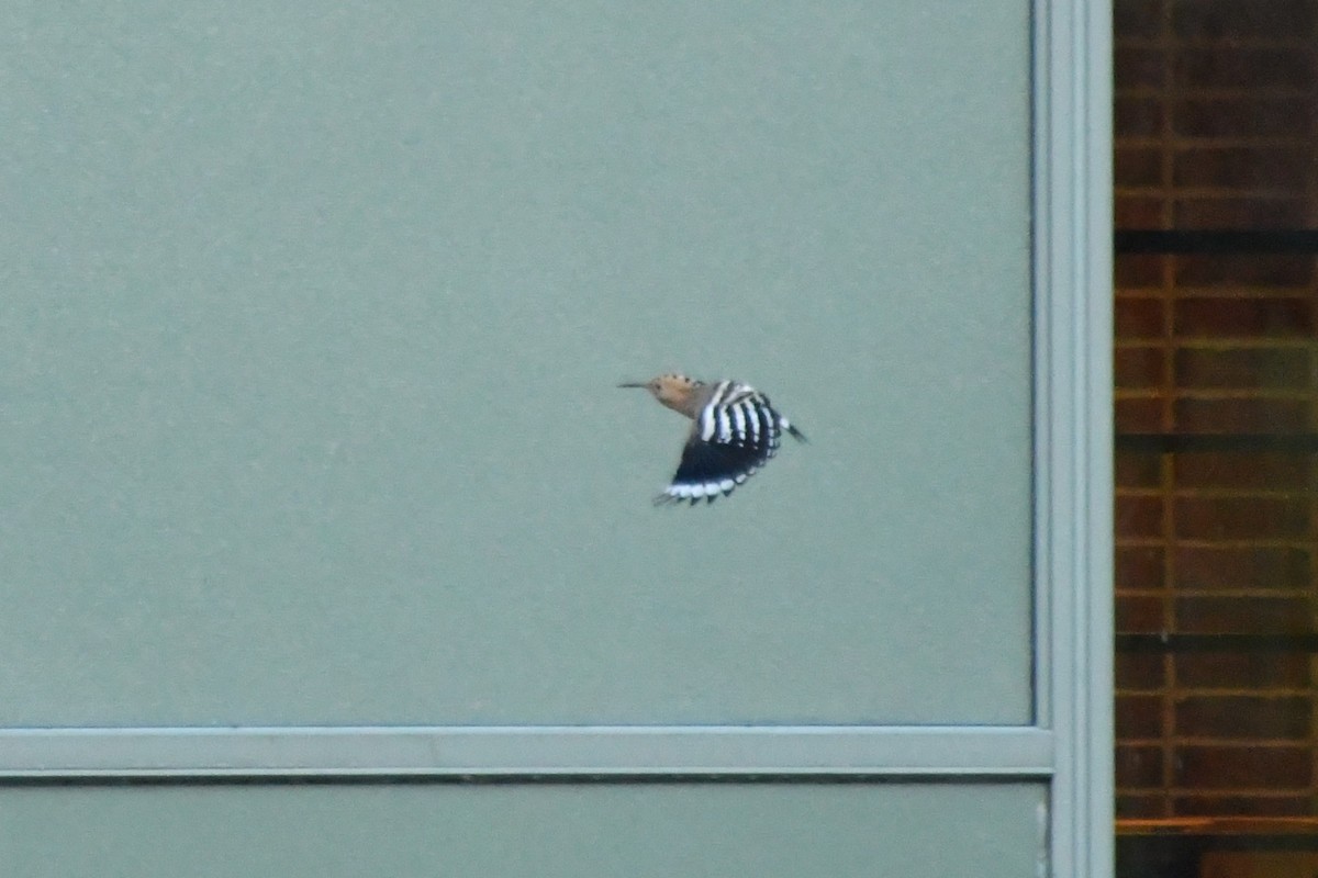 Common Hoopoe - ML645346949