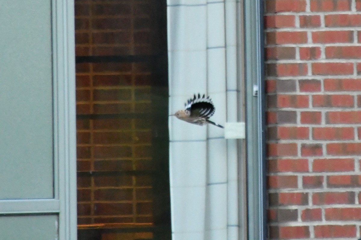 Common Hoopoe - ML645346950