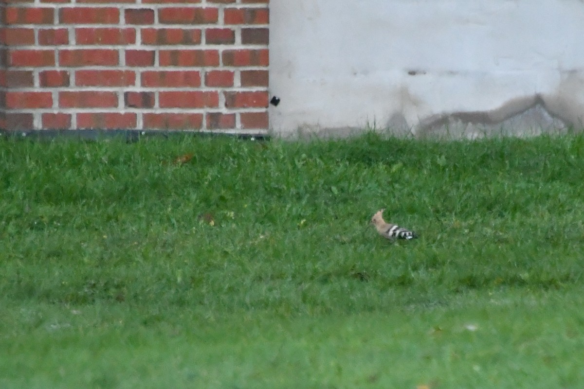 Common Hoopoe - ML645346951