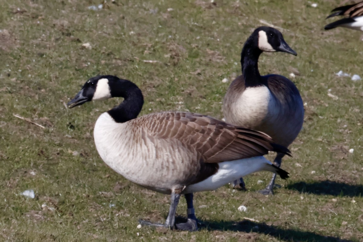 Canada Goose - ML645346986
