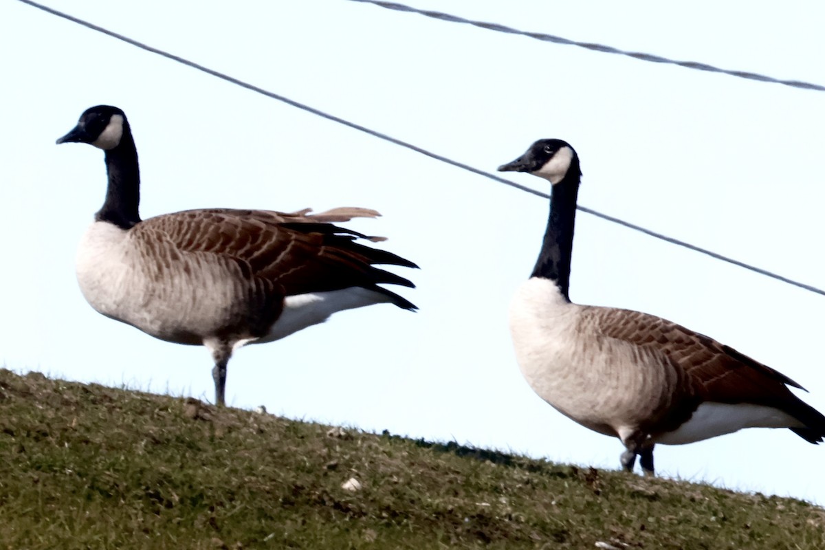 Canada Goose - ML645346988
