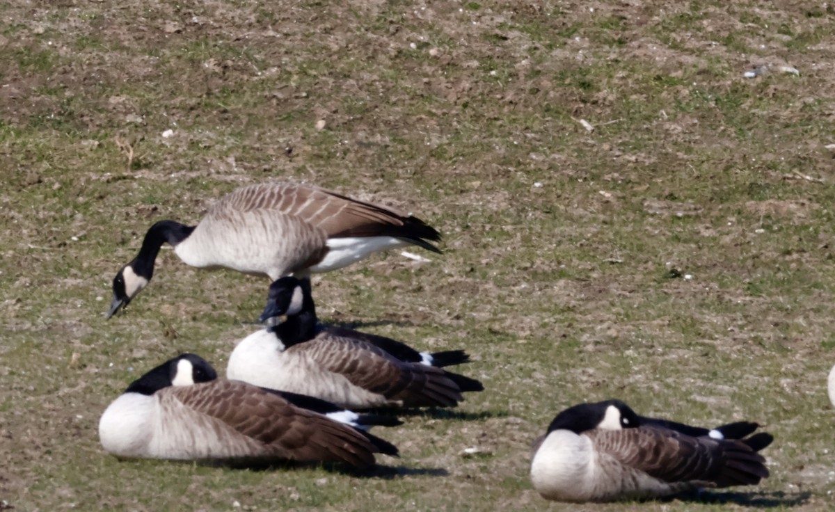 Canada Goose - ML645346989