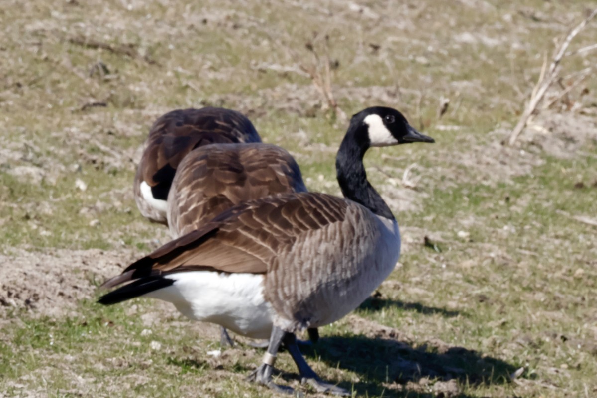 Canada Goose - ML645346990