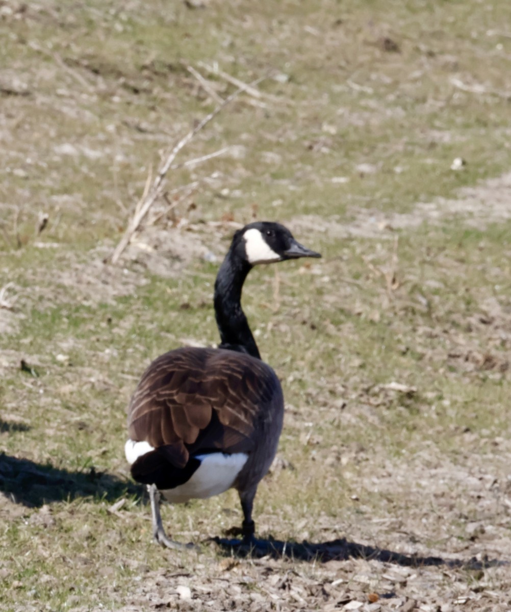 Canada Goose - ML645346991