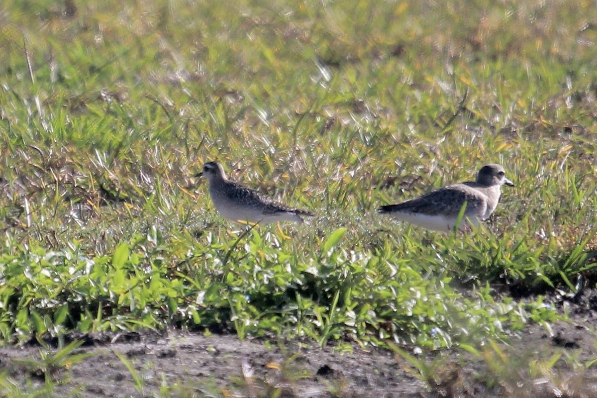 American Golden-Plover - ML645347000