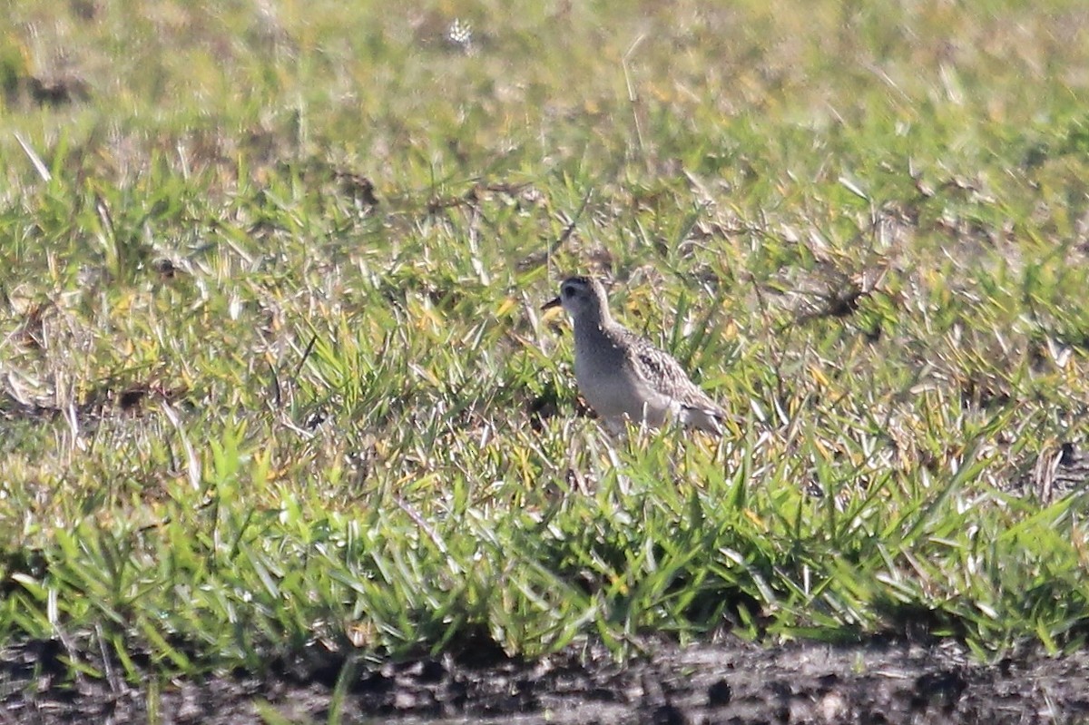 American Golden-Plover - ML645347001