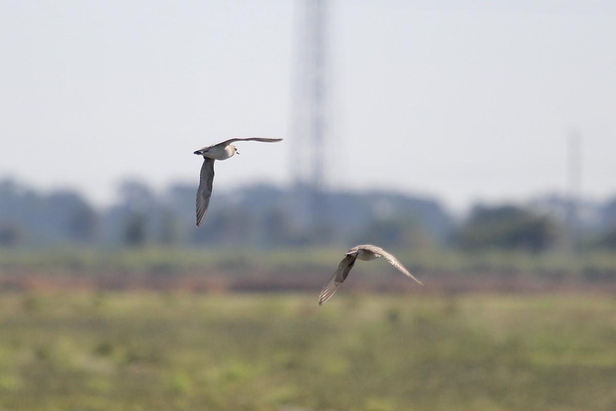 American Golden-Plover - ML645347002