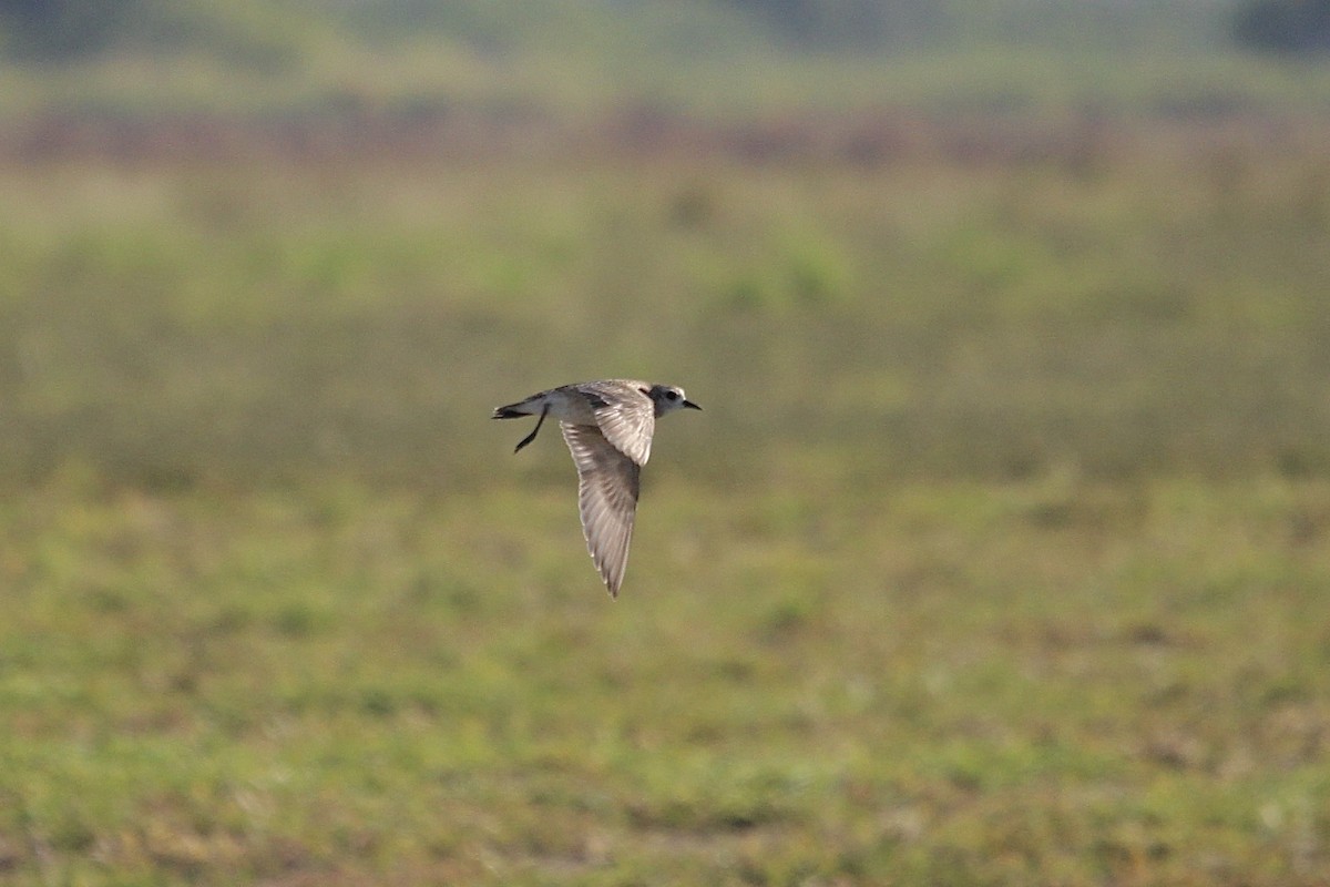 American Golden-Plover - ML645347003