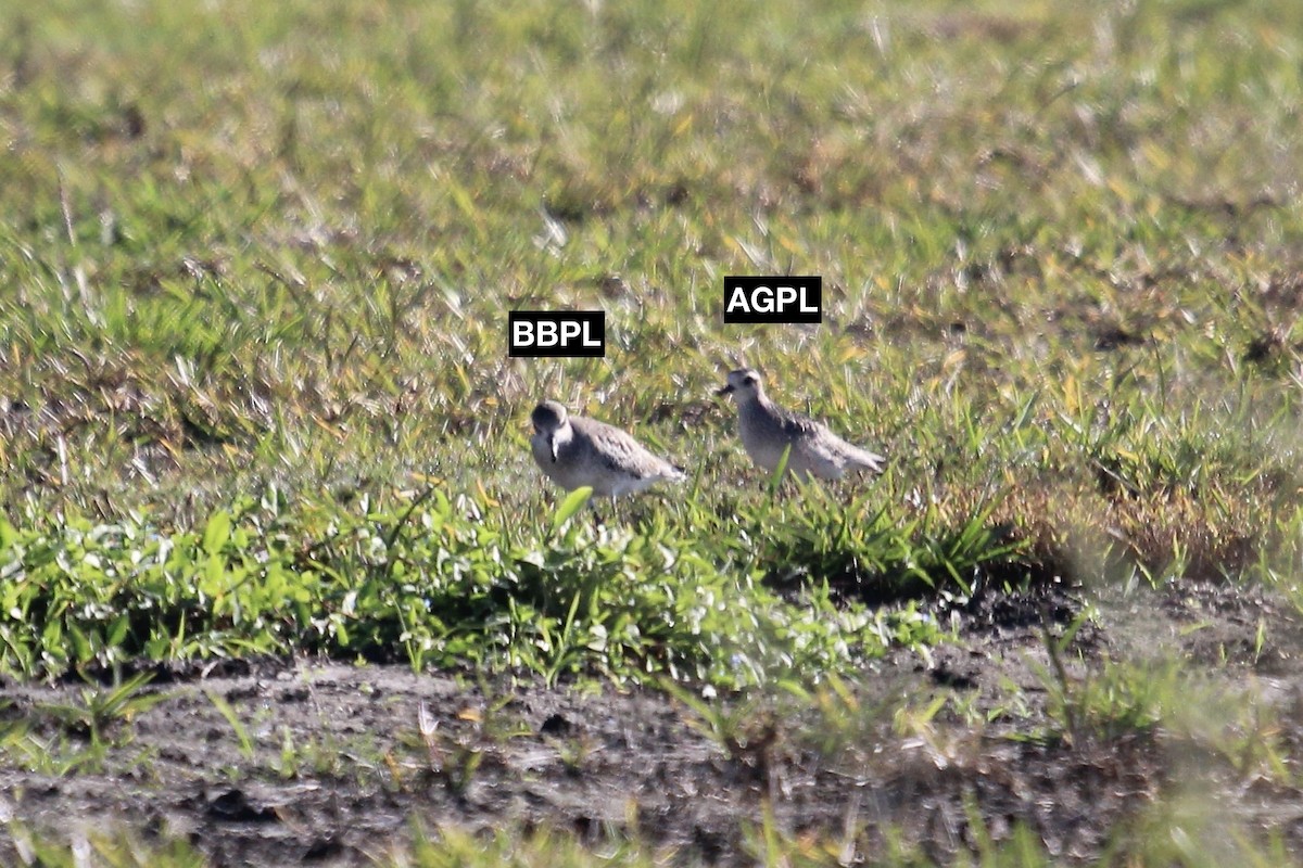 American Golden-Plover - ML645347004