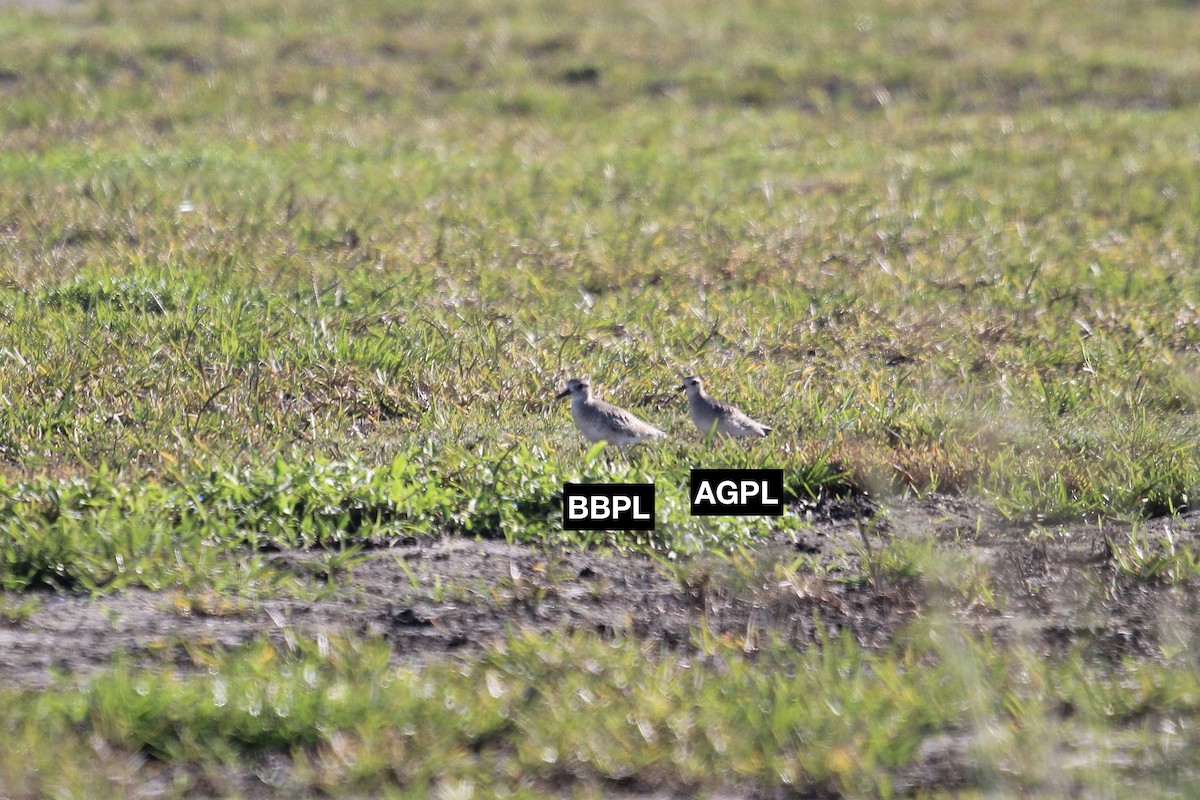 American Golden-Plover - ML645347005