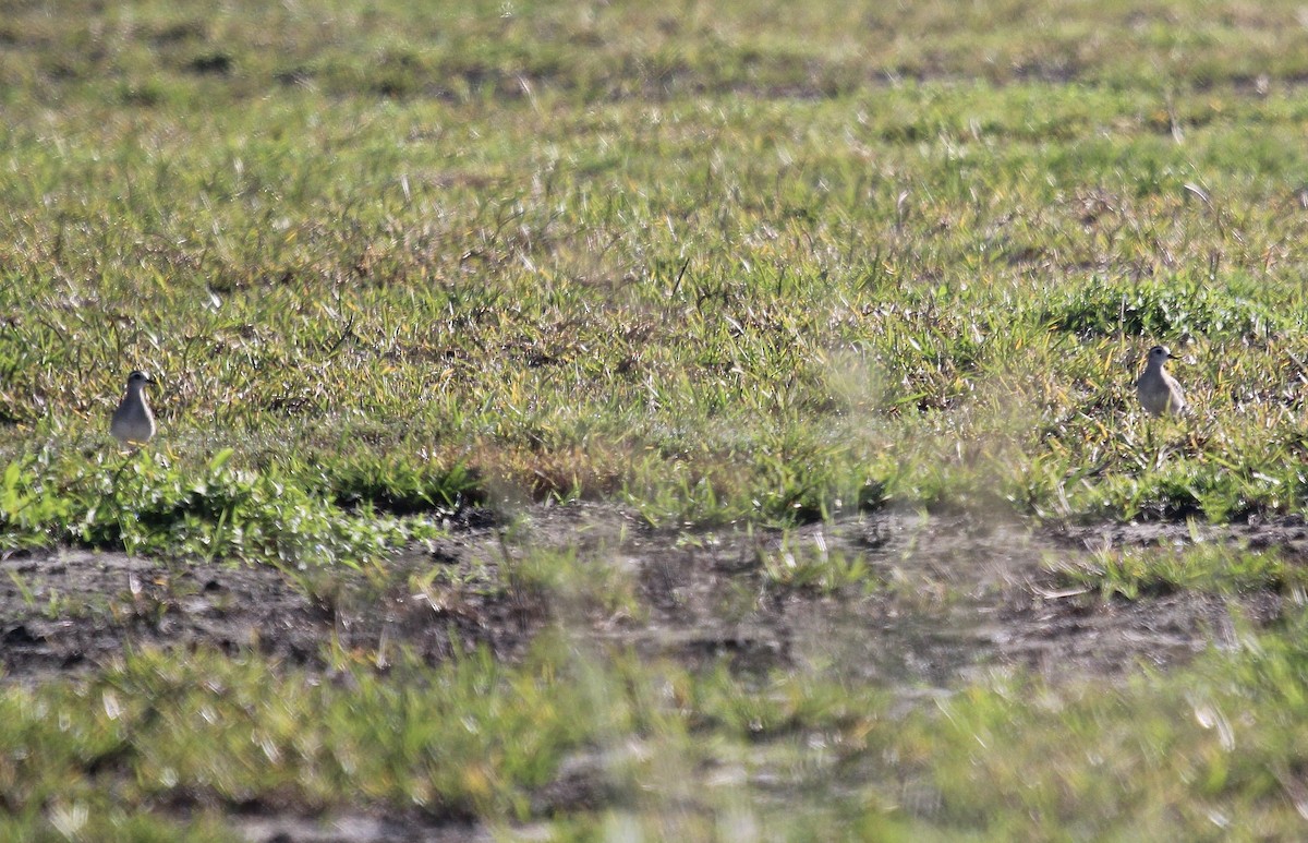 American Golden-Plover - ML645347006