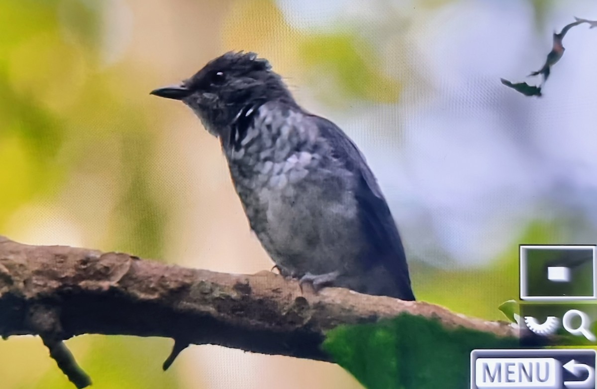 African Forest-Flycatcher (Western) - ML645347007