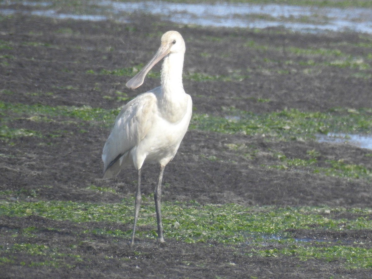 ヘラサギ - ML645347024