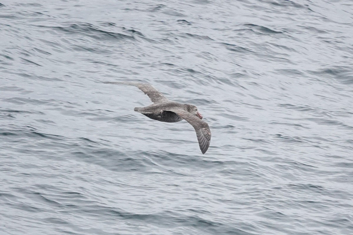 Kuzey Dev Fırtınakuşu - ML645347031