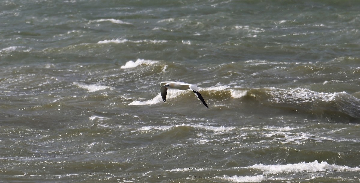 Northern Gannet - ML645347038