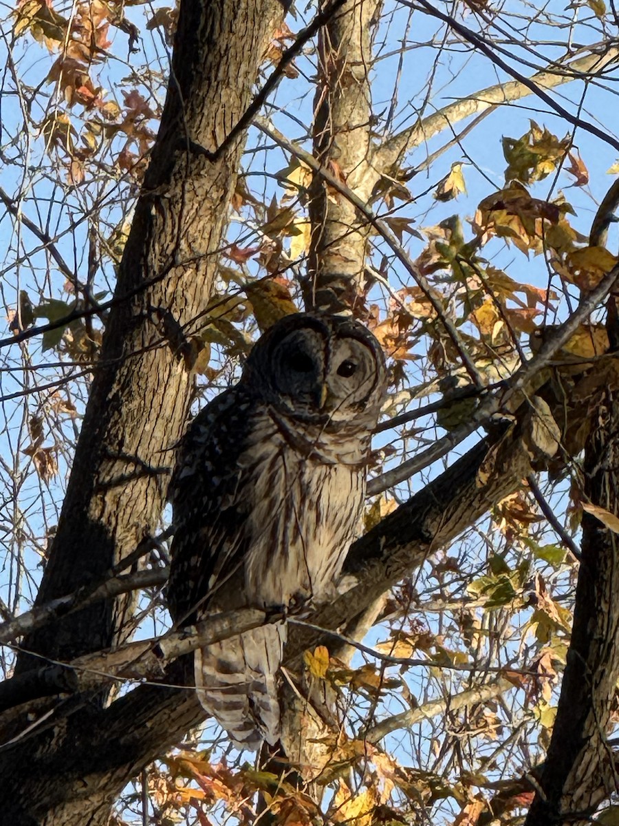 Barred Owl - ML645347066