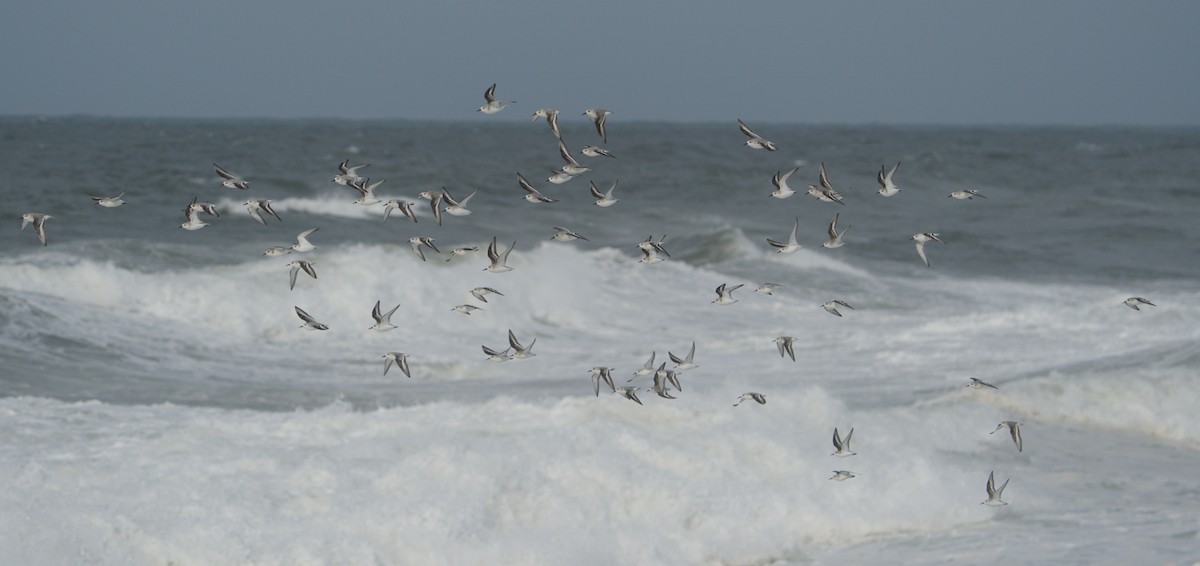 Sanderling - ML645347069